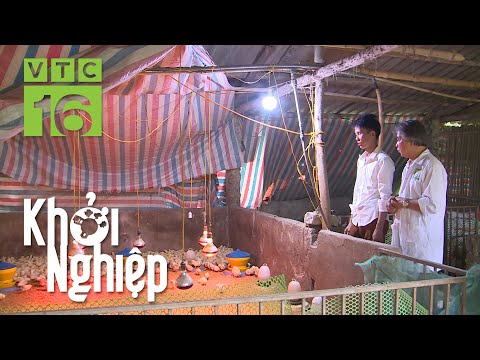 Nằm lòng” những bí quyết chăm sóc gà con để đạt hiệu suất